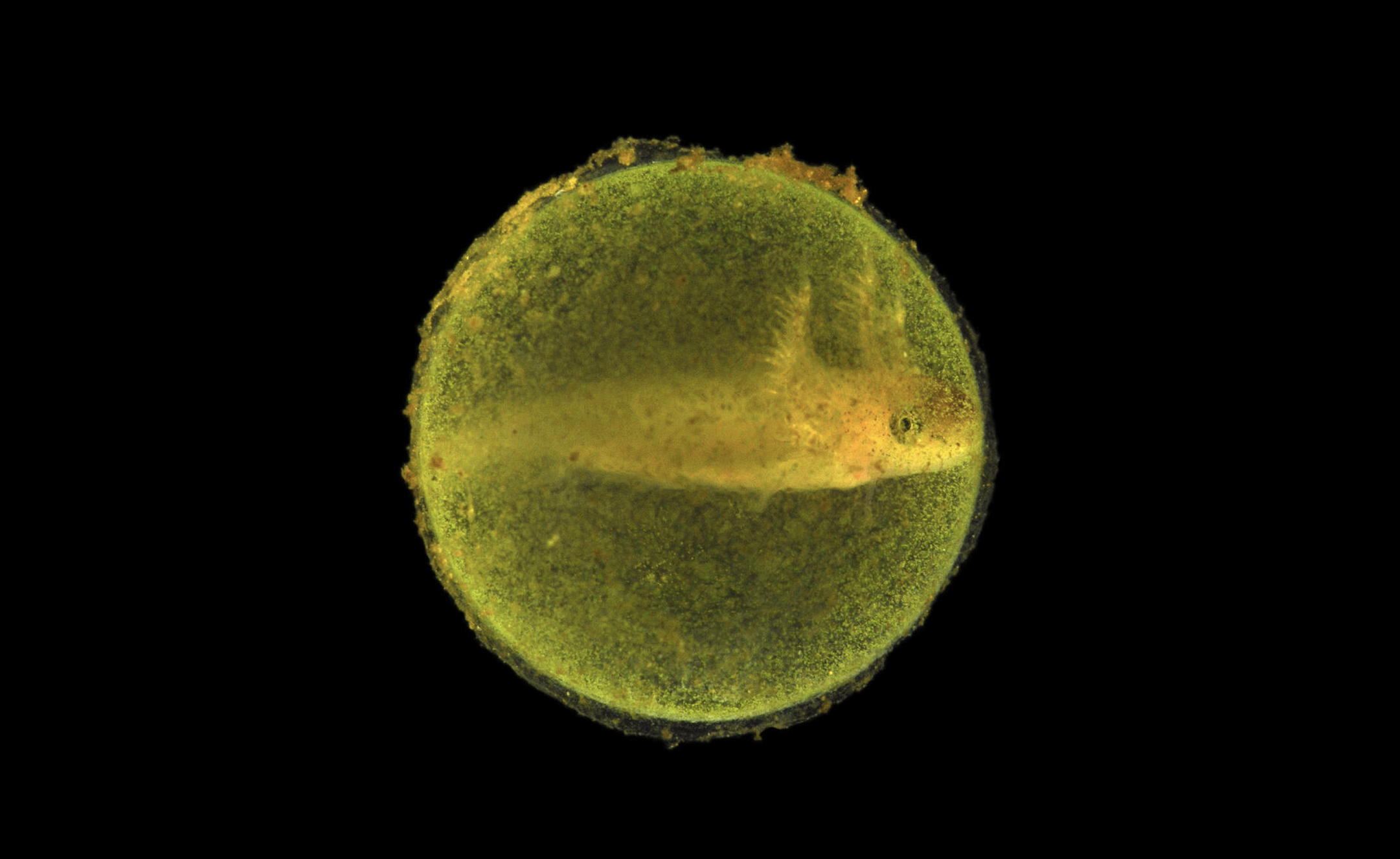 Symbiosis: The Hidden Engine of Life