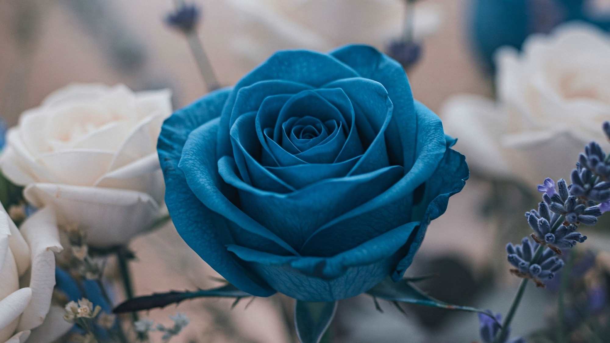 Why don't we have blue roses yet?