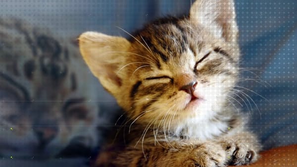 Do Animals Dream of Electric Sheep?