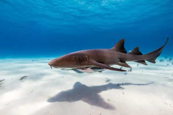 A Fish’s Guide to Breathing