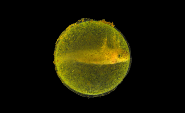 Symbiosis: The Hidden Engine of Life