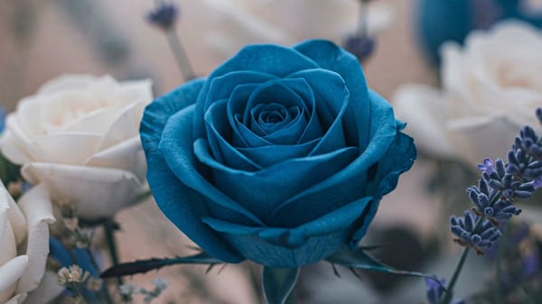 Why don't we have blue roses yet?