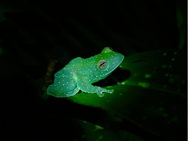 Invisible on the Leaf - Hidden Lives of Glass Frogs